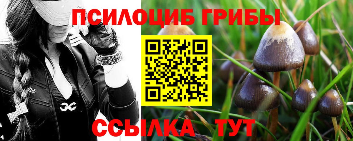 Псилоцибиновые грибы MAGIC MUSHROOMS  где продают   Заводоуковск  Псилоцибиновые грибы прущие грибы  Вход с VPN 